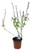 FlowerPotNursery Thai Basil Ocimum basilicum Thyrsiflora 4" Pot