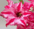 FlowerPotNursery Thai Hybrid Desert Rose Pink White Adenium obesum N.BKK1 4" Pot