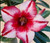 FlowerPotNursery Thai Desert Rose Pink White Adenium obesum Chang Exhibi. 4" Pot