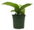 FlowerPotNursery Snow Dieffenbachia Dieffenbachia sp. Snow 4” Pot