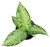 FlowerPotNursery Snow Dieffenbachia Dieffenbachia sp. Snow 4” Pot