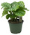 FlowerPotNursery Green Orbifolia Calathea Calathea orbifolia 6" Pot