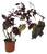 FlowerPotNursery Florida Sun Rose Coleus Coleus sp. Florida Sun Rose 4” Pot