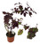 FlowerPotNursery Florida Sun Rose Coleus Coleus sp. Florida Sun Rose 4” Pot