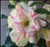 FlowerPotNursery Thai Desert Rose BA08 Yellow Splash Adenium obesum BA 08 4" Pot