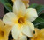 FlowerPotNursery Thai Hybrid Desert Rose CB59 Yellow Adenium obesum CB 59 4" Pot