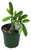 FlowerPotNursery Thai Hybrid Desert Rose CB59 Yellow Adenium obesum CB 59 4" Pot
