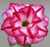 FlowerPotNursery Thai Desert Rose CB A1 Pink Splash Adenium obesum CB A 1 4" Pot