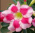 FlowerPotNursery Thai Desert Rose CB LAI 1 Border Adenium obesum CB LAI 1 4" Pot