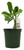 FlowerPotNursery Thai Desert Rose CB LAI 1 Border Adenium obesum CB LAI 1 4" Pot