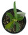 FlowerPotNursery Thai Hybrid Desert Rose CC02 Yellow Adenium obesum CC 02 4" Pot