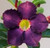 FlowerPotNursery Thai Hybrid Desert Rose CC04 Purple Adenium obesum CC 04 4" Pot