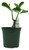 FlowerPotNursery Thai Hybrid Desert Rose CC04 Purple Adenium obesum CC 04 4" Pot