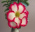 FlowerPotNursery Thai Hyb. Desert Rose CD 03 Picotee Adenium obesum CD 03 4" Pot