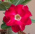 FlowerPotNursery Thai Desert Rose Red Robin Red Adenium obesum Red Robin 4" Pot