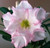 FlowerPotNursery Desert Rose Blush Pastel Pink Adenium obesum Blush 6" Pot