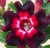 FlowerPotNursery Desert Rose Burgundy Sunrise Black Red Adenium o. B.S. 6" Pot