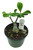 FlowerPotNursery Desert Rose CC 15 Purple Adenium obesum CC 15 6" Pot
