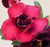 FlowerPotNursery Desert Rose CC 20 Purple Adenium obesum CC 20 6" Pot