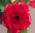 FlowerPotNursery Desert Rose CE 07 Red Splash Adenium obesum CE 07 6" Pot
