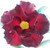 FlowerPotNursery Desert Rose Red Skirt Black Red Adenium obesum Red S. 6" Pot