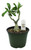 FlowerPotNursery Desert Rose Vulcanus Black Red Adenium obesum Vulcanus 6" Pot