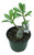 FlowerPotNursery Desert Rose XXRose02 Novelties Adenium obesum XXRose02 6" Pot