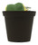 FlowerPotNursery Variegated Heart Hoya Hoya kerrii Variegata 4" Pot