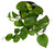 FlowerPotNursery Golden Devil's Ivy Pothos Ivy Epipremnum aureum 6" Pot