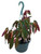 FlowerPotNursery Angel Wing Torch Pink Begonia Begonia sp. Torch Pink 8" Basket