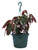 FlowerPotNursery Angel Wing Torch Pink Begonia Begonia sp. Torch Pink 8" Basket