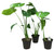 FlowerPotNursery Swiss Cheese Plant Monstera deliciosa 4" Pot 3 Pack