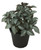 FlowerPotNursery Silver Plated Pilea Pilea cadierei Ellen 4" Pot