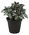 FlowerPotNursery Silver Plated Pilea Pilea cadierei Ellen 4" Pot