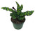 FlowerPotNursery Rattlesnake Calathea Calathea lancifolia Rattlesnake 6" Pot