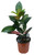 FlowerPotNursery Croton Petra Codiaeum variegatum Petra 1 Gallon Pot