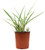 FlowerPotNursery Variegated Flax Lily Dianella tasmanica Variegata 1 Gallon Pot