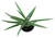 FlowerPotNursery Variegated Flax Lily Dianella tasmanica Variegata 1 Gallon Pot
