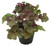 FlowerPotNursery Lucid Dreams Awakening Heuchera H. sp. L. D. Awakening 4" Pot