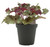 FlowerPotNursery Lucid Dreams Awakening Heuchera H. sp. L. D. Awakening 4" Pot