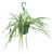 FlowerPotNursery Irish Spider Plant Chlorophytum comosum Irish 8" Basket