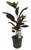 FlowerPotNursery Croton Petra Codiaeum variegatum Petra 4" Pot