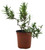 FlowerPotNursery Tuscan Blue Rosemary Rosmarinus officinalis Tuscan Blue 4” Pot