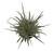 FlowerPotNursery Pale Ryder Dyckia Dyckia sp. Pale Ryder 4” Pot