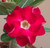 FlowerPotNursery Desert Rose Red Robin Red Adenium obesum Red Robin 6" Pot