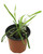 FlowerPotNursery Lemongrass Cymbopogon citratus 4" Pot