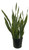 FlowerPotNursery Variegated Snake Sansevieria trifasciata laurentii 2 Gallon