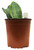 FlowerPotNursery Variegated Whale Tail Sansevieria masoniana variegata 1 Gallon