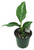 FlowerPotNursery Cougar Dieffenbachia Dieffenbachia sp. Cougar 4" Pot