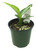 FlowerPotNursery Panther Dieffenbachia Dieffenbachia sp. Panther 4" Pot